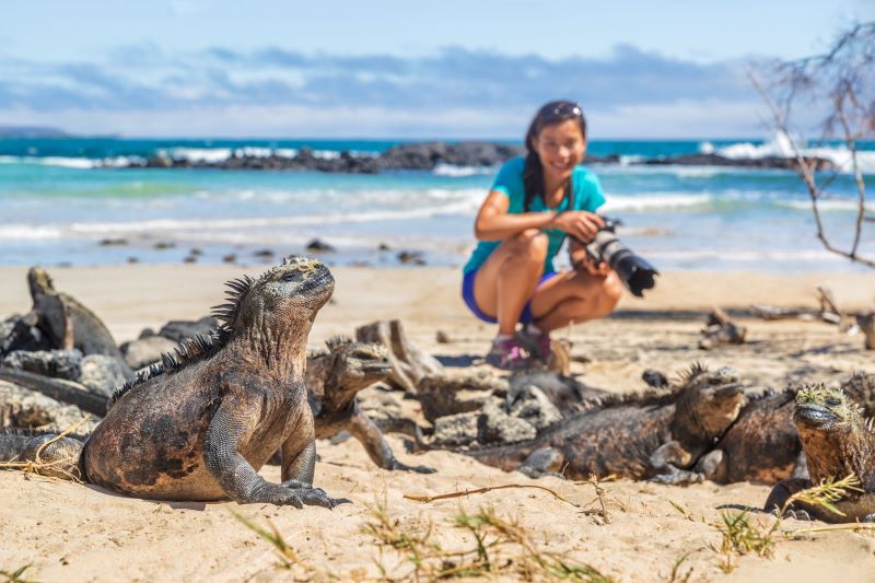 Turistka s fotoaparatom od blizu opazuje legvane na plaži na Galapagosu.
