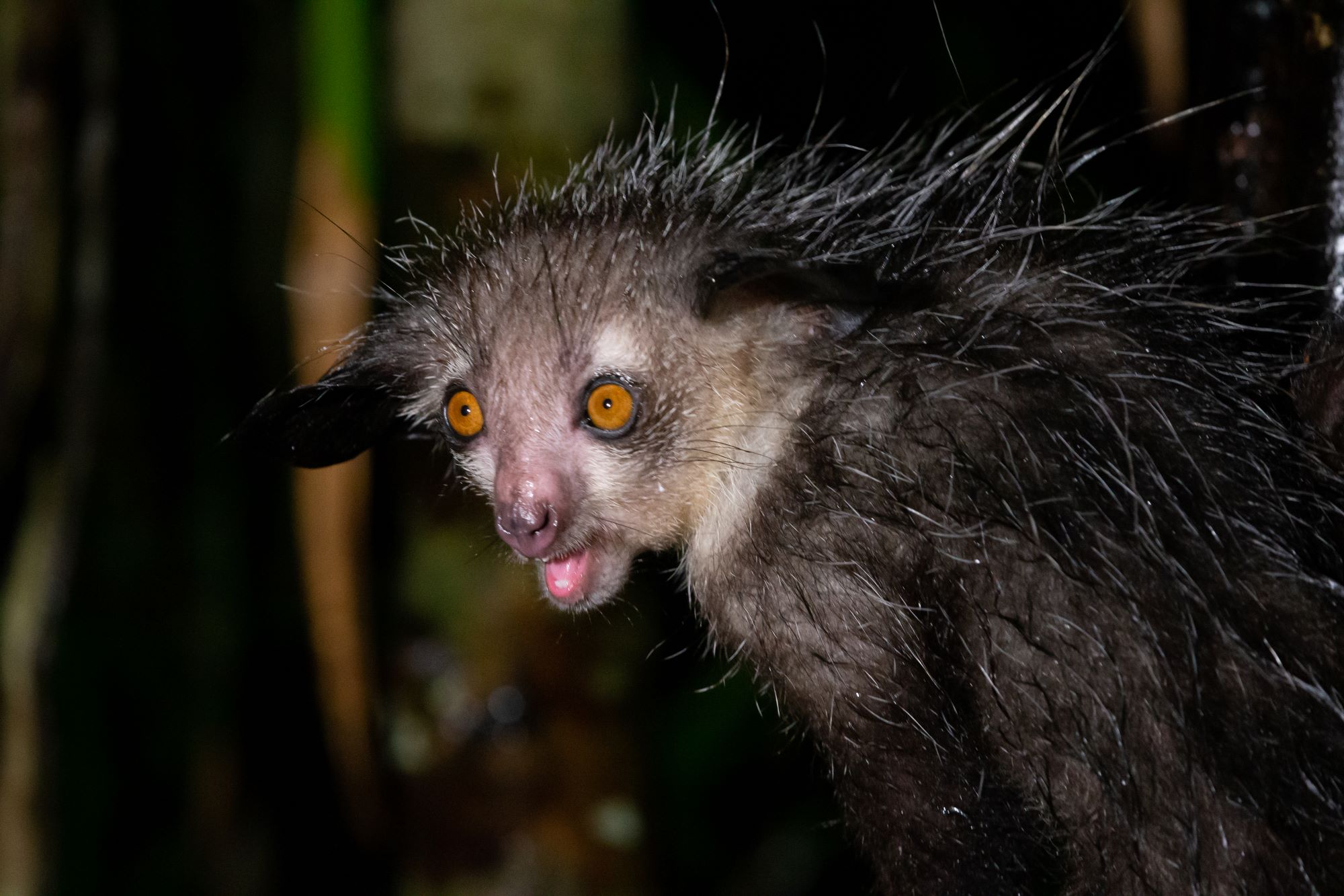 Madagaskar — slika 10