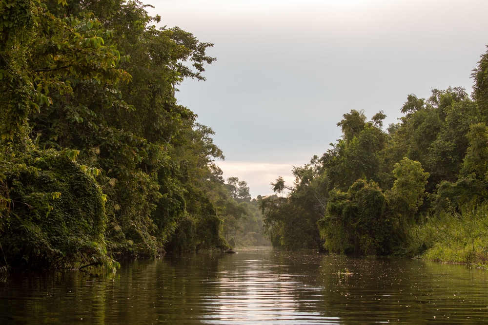 Reka Kinabatangan obdana z bogatim rastjem
