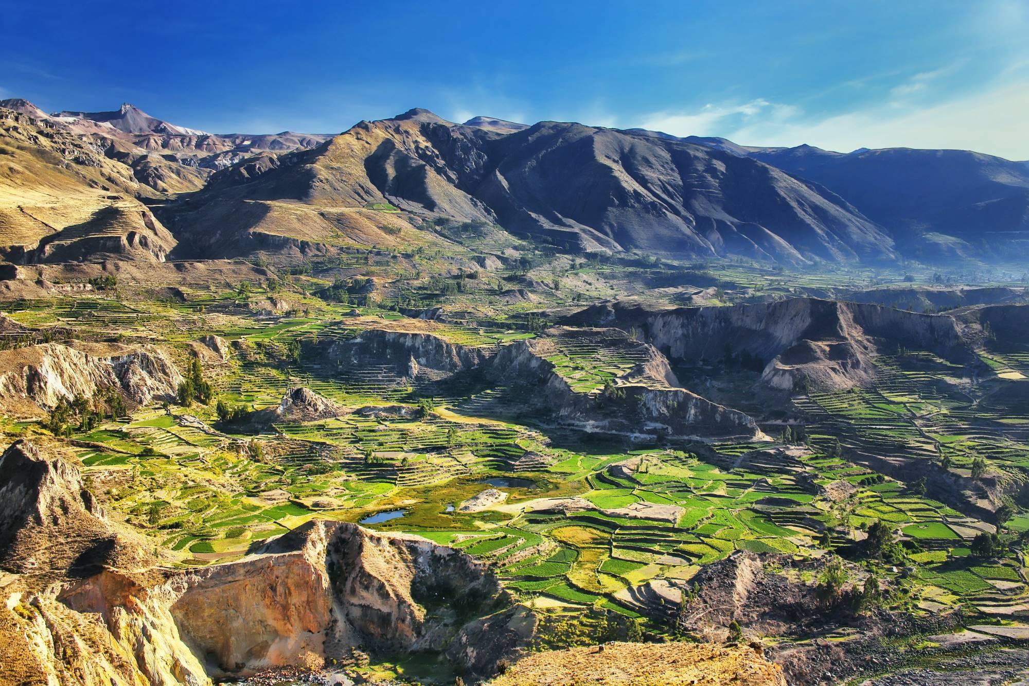 Pogled na zeleni kanjon Colca v Peruju z značilnimi terasastimi obdelovalnimi površinami in hribovje, ki ga obdaja.