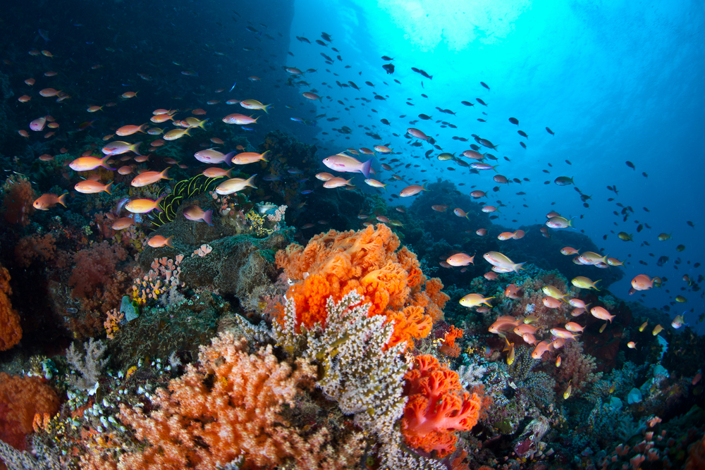 Snorkljanje v Raja Ampat je ednistveno doživetje v Indoneziji