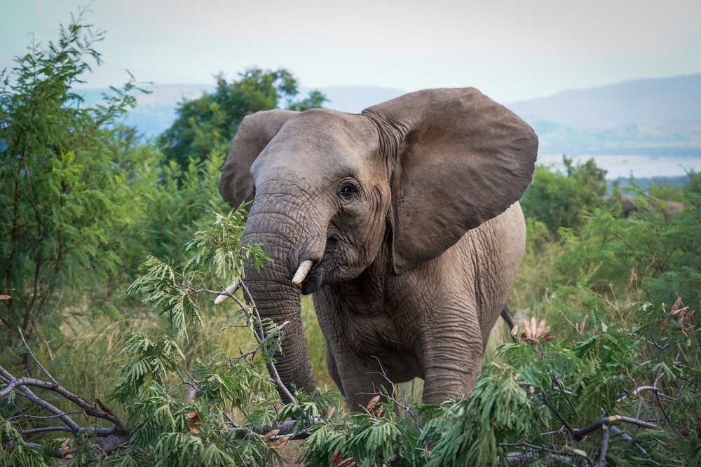 Slon se sprehaja po zelenju narodnega parka Pilanesberg