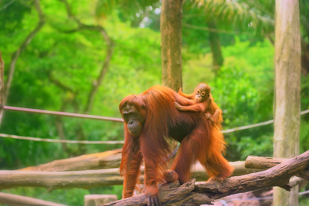 Orangutan z mladičem pleza po veji