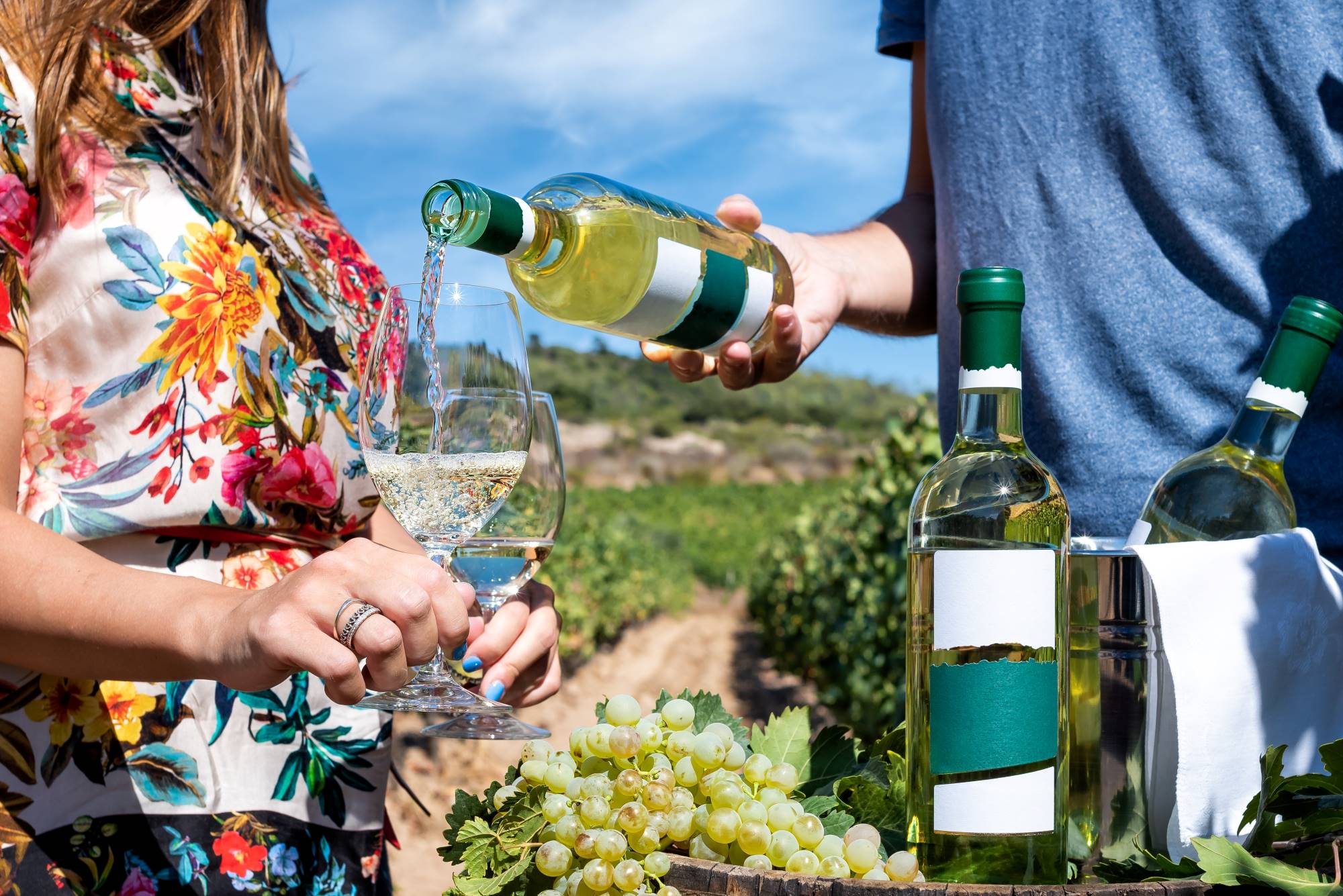 Sommelier med degustacijo sredi vinogradov na Sardiniji v vinski kozarec naliva suho belo vino Vermentino di Sardegna.