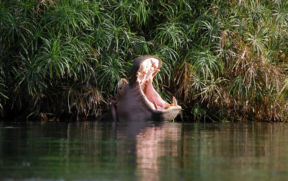 Zahodni Tsavo