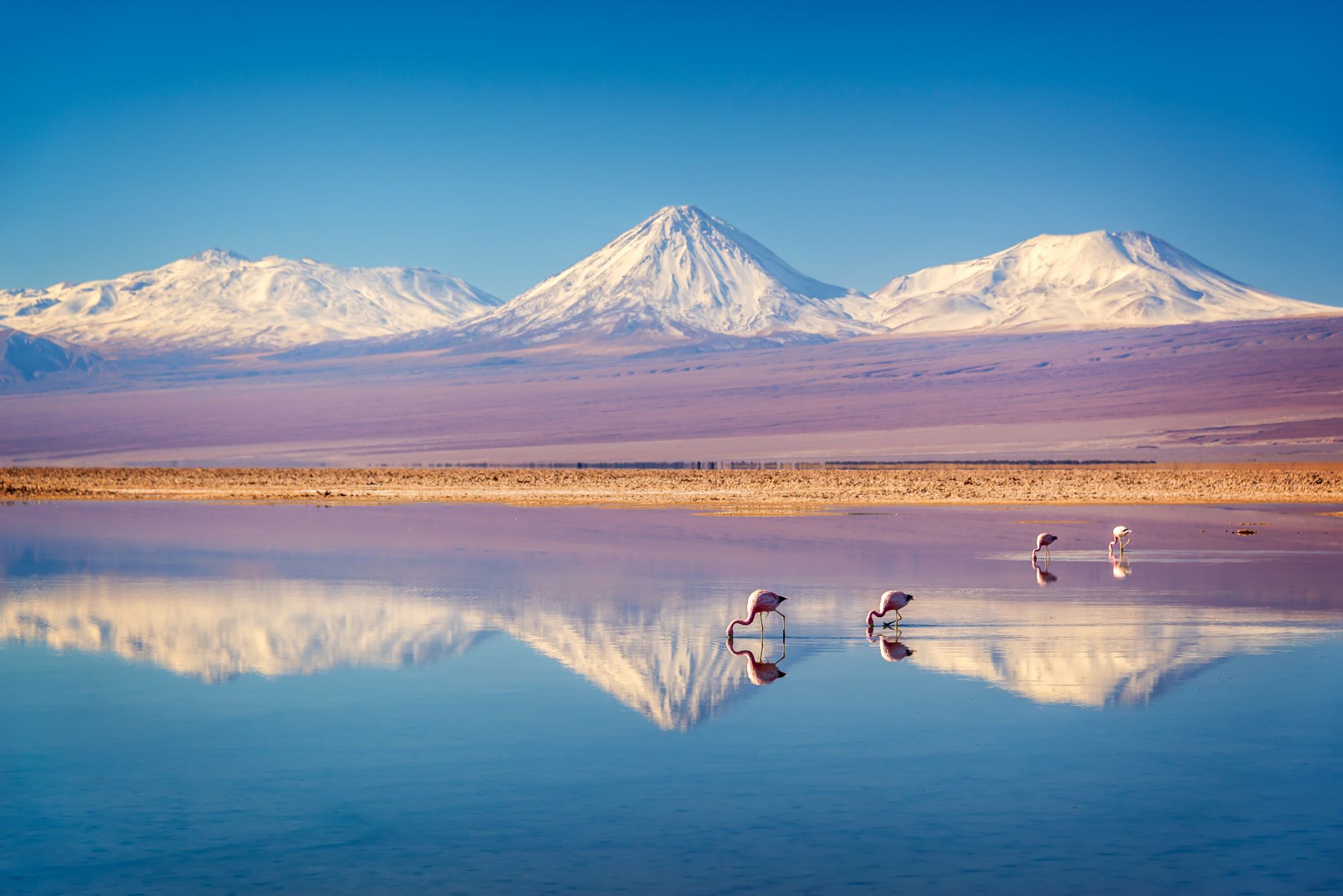 Laguna Chaxa v puščavi Atacama v Čilu s slikovitimi jatami plamencev in v ozadju več tisoč metrov visoki zasneženi vrhovi Andov.