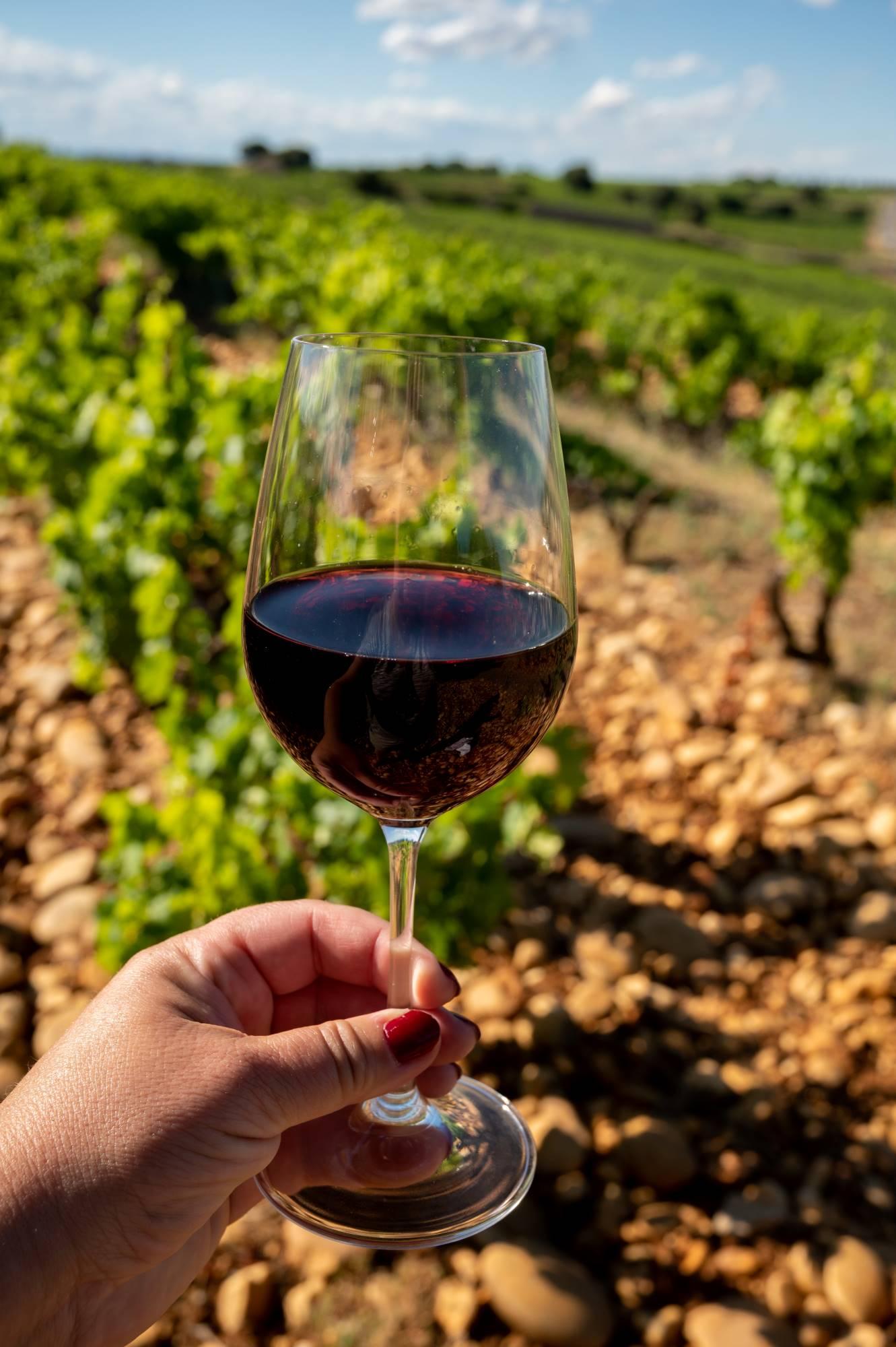 Kozarec rdečega vina med papeškimi vinogradi v kraju Châteauneuf-du-Pape v Provansi.