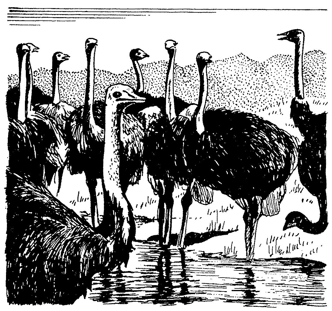 Južna Afrika – obala, vino in safari