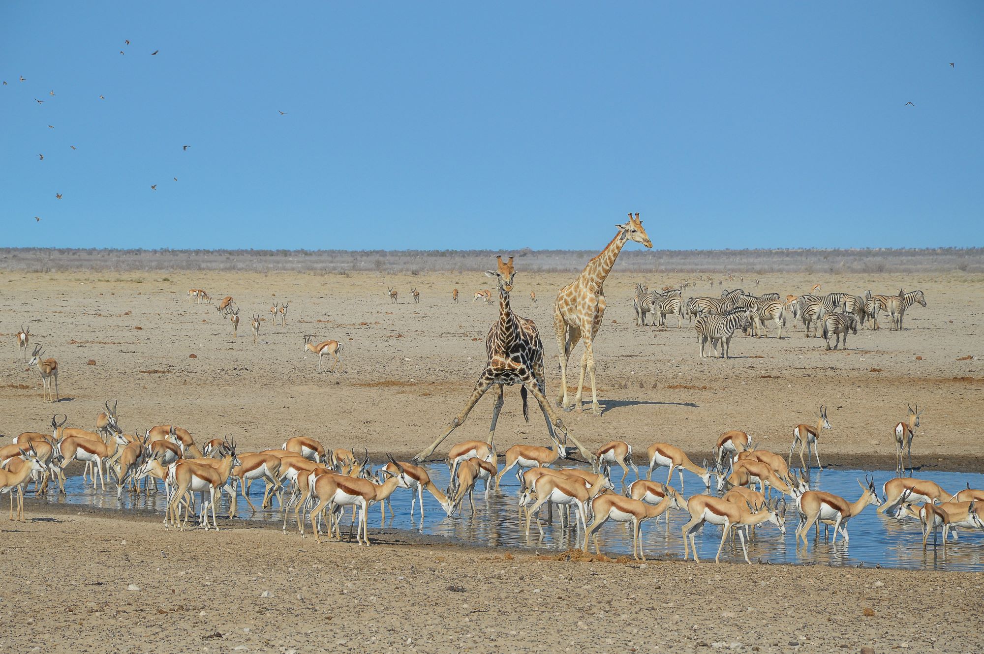 Gazele, žirafe in zebre se napajajo ob vodni kotanji v nacionalnem parku Etoša na severu Namibije.