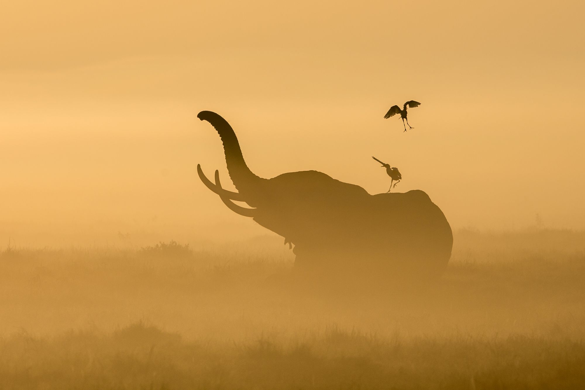 Amboseli