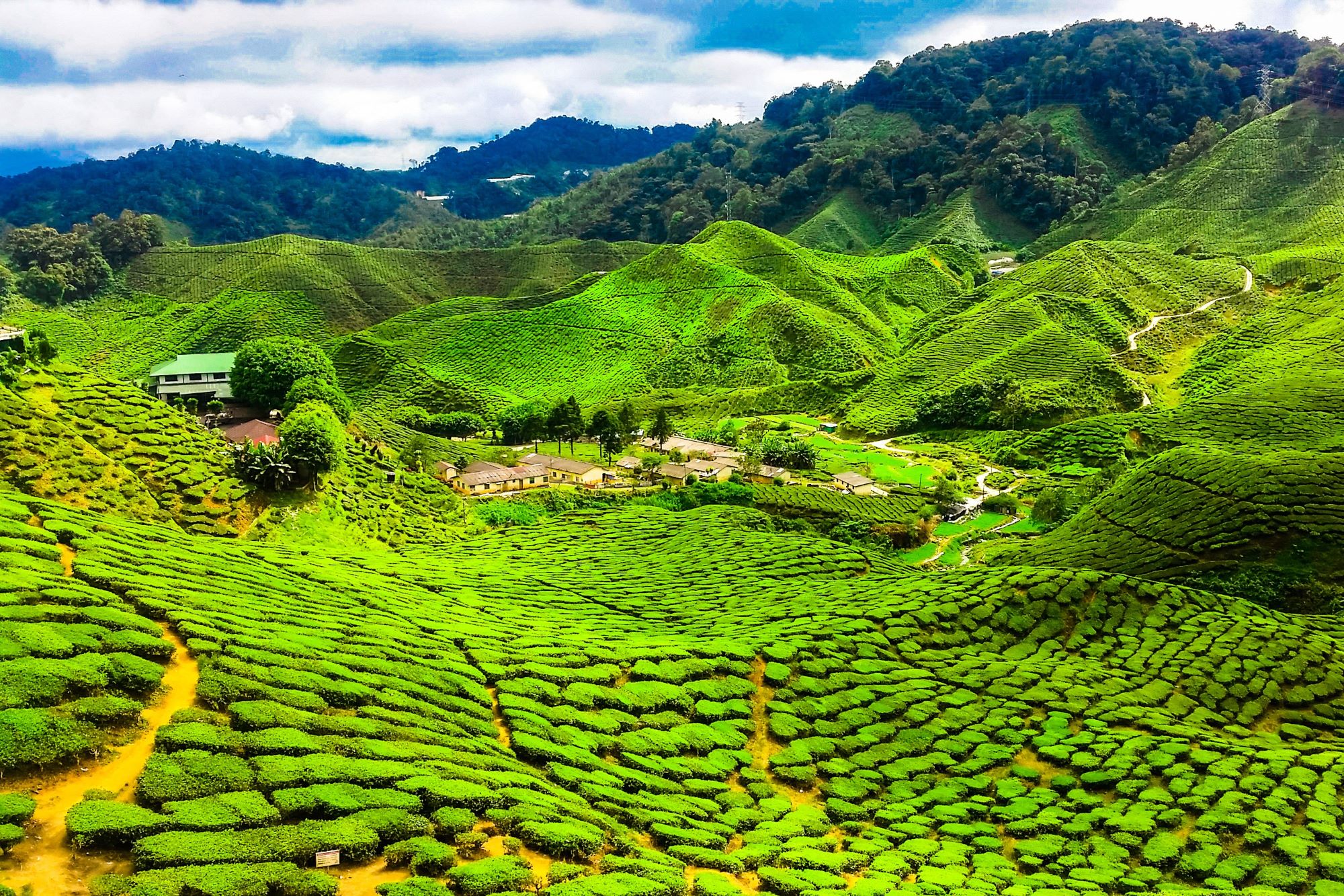 Cameron Highlands