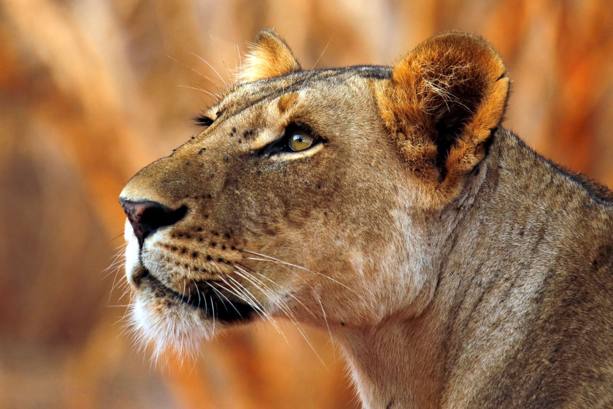 Vzhodni Tsavo