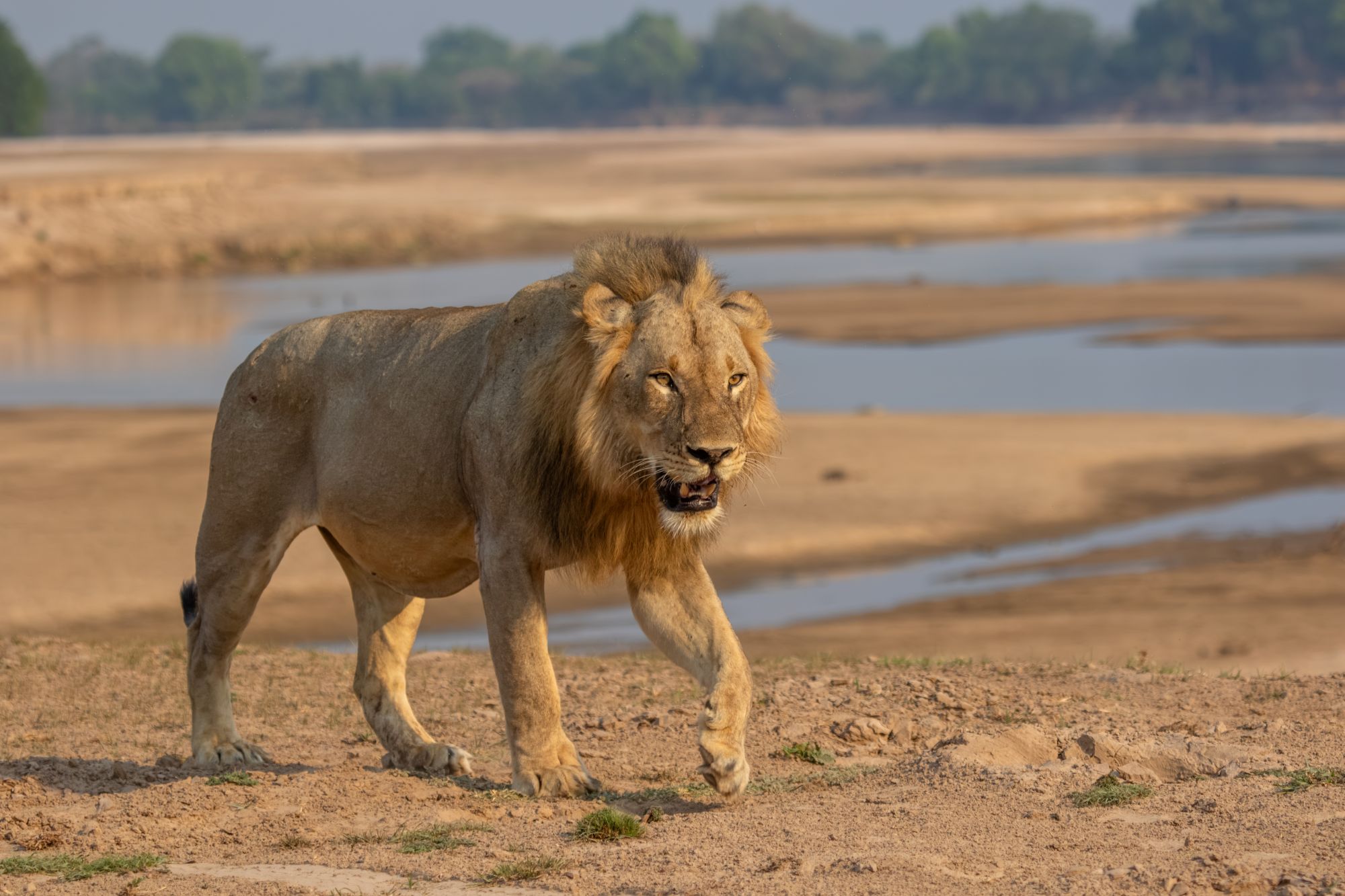 Samec leva ob reki v narodnem parku South Luangwa v Zambiji, afriški safari in divje živali.