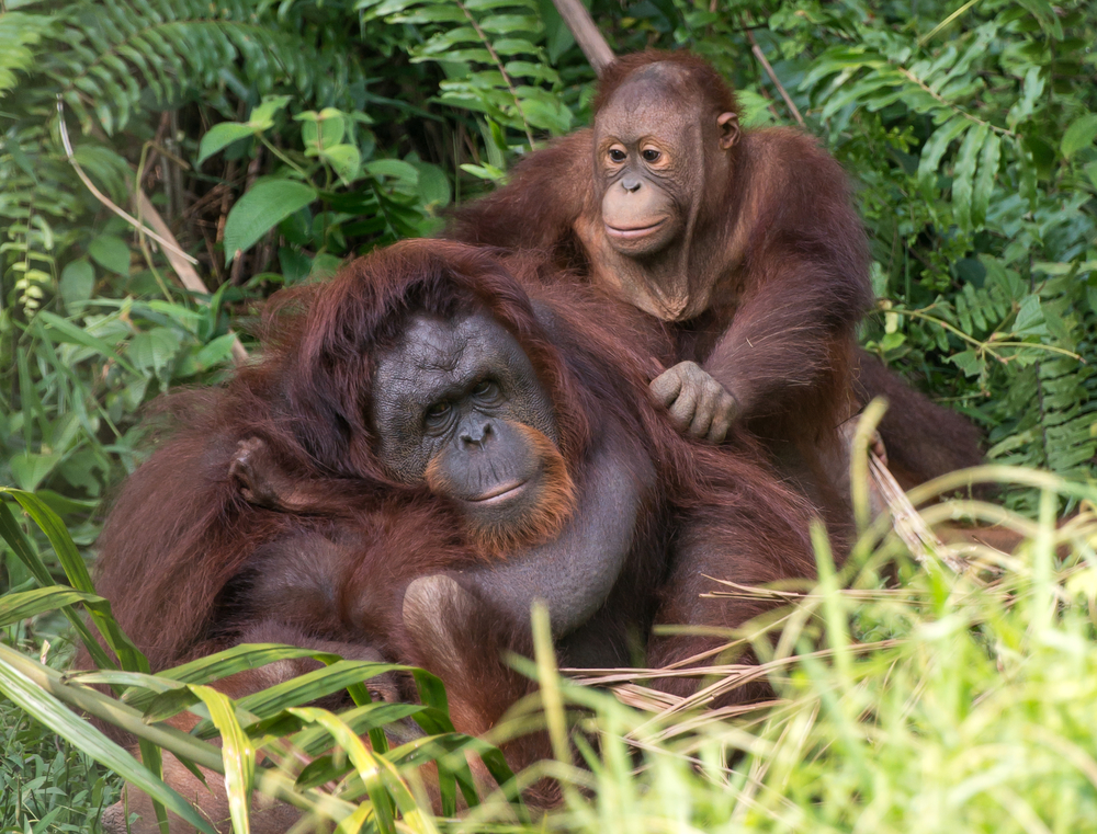 Bukit Merah